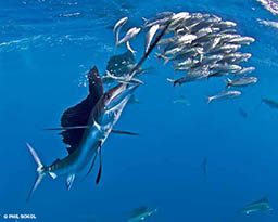 Atlantic sailfish chases after school of silver fish