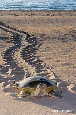 Australina flatback turtle crawls up the sandy beach