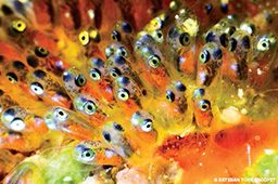 Beady-eyed clownfish eggs