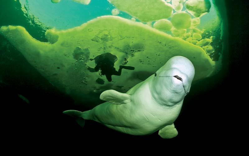 Beluga whale and diver swim underneath some ice