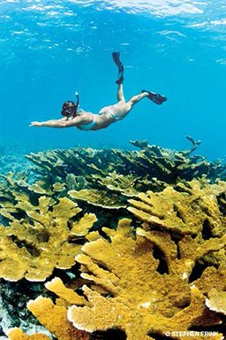 Bikini-clad snorkeler swims over yellow corals