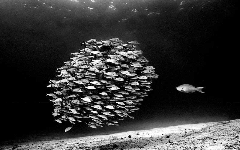 Black-and-white photo of a parrotfish looking at a school of grunts