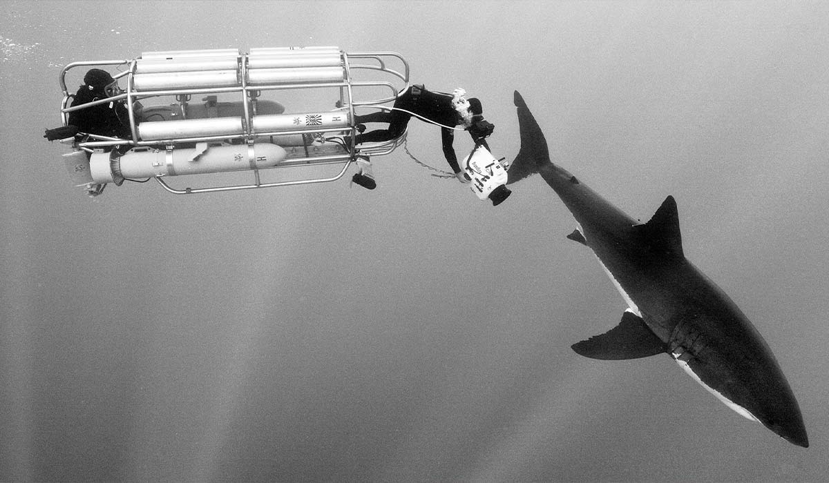 Black-and-white photo of two divers in a wire cage behind a shark