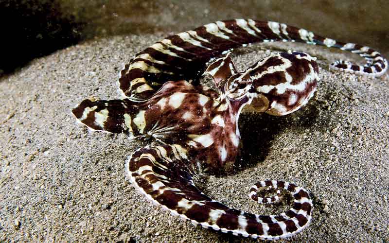 Black-and-white striped mimic octopus sits in the sand