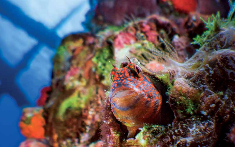Blenny with orange spots pokes head out of coral