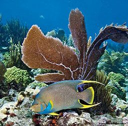 Blue angelfish waves at camera and swims by coral