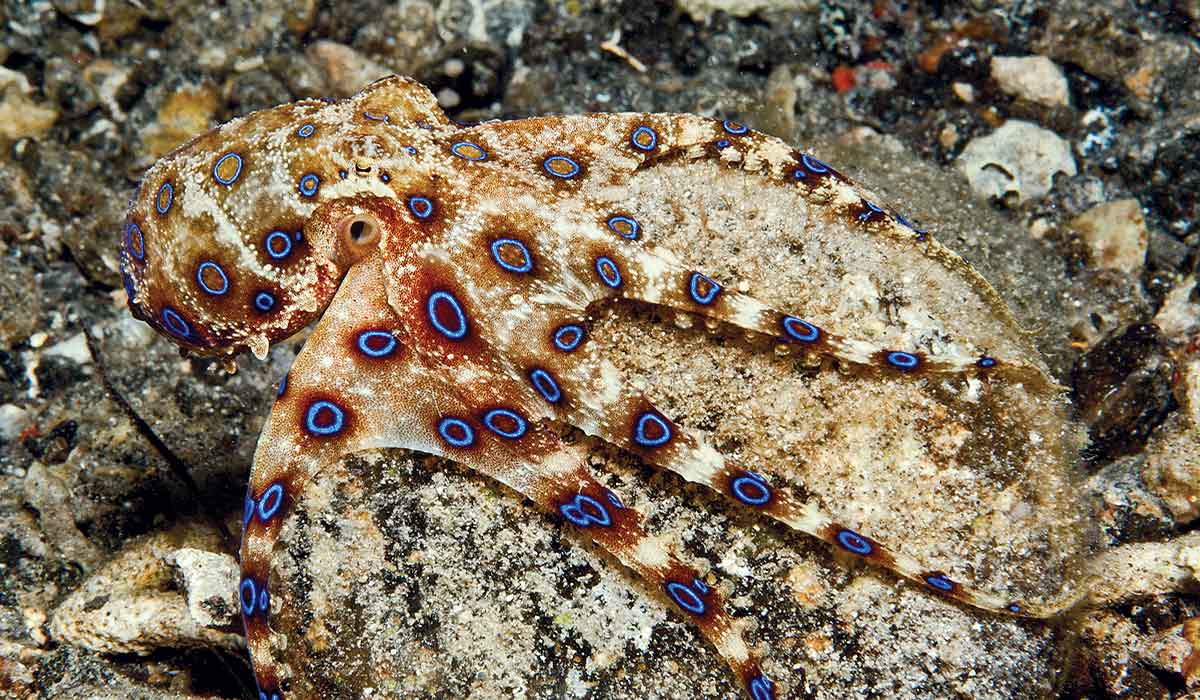 Blue-ringed octopus hugs a rock tightly