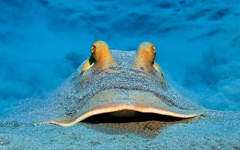 Blue-spotted stingray is covered in sand