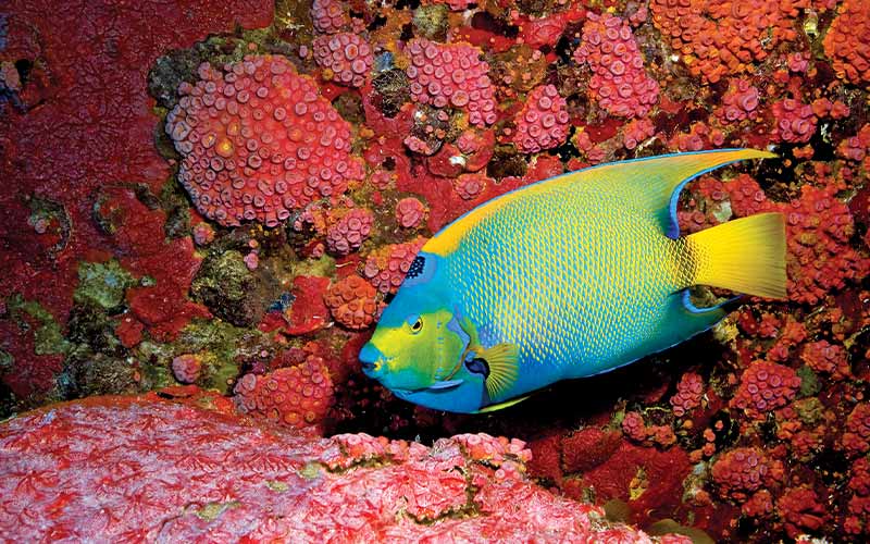 Blue-yellow Queen Angelfish against red-pink corals
