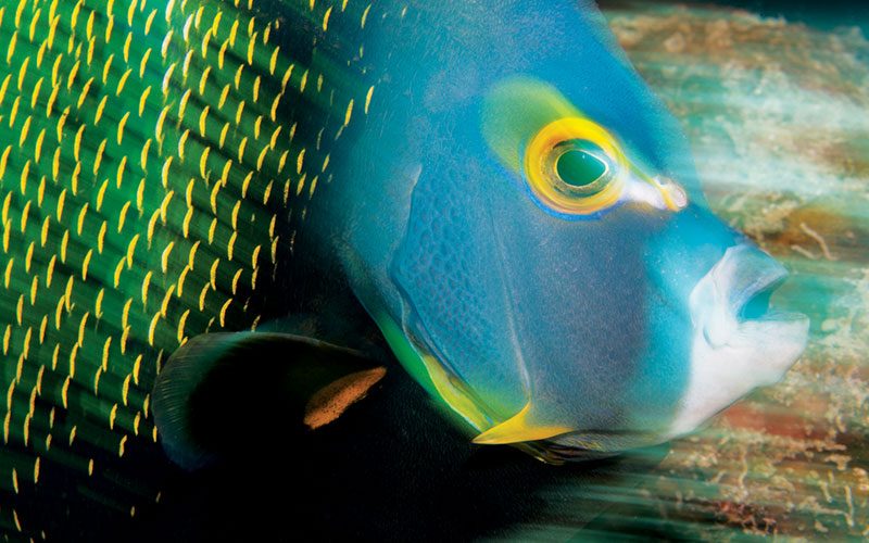 Blurred image of a fish with a blue head