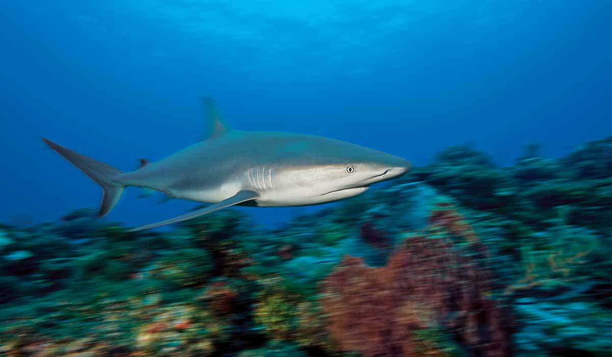 Blurry image of a shark as he swims above coral.