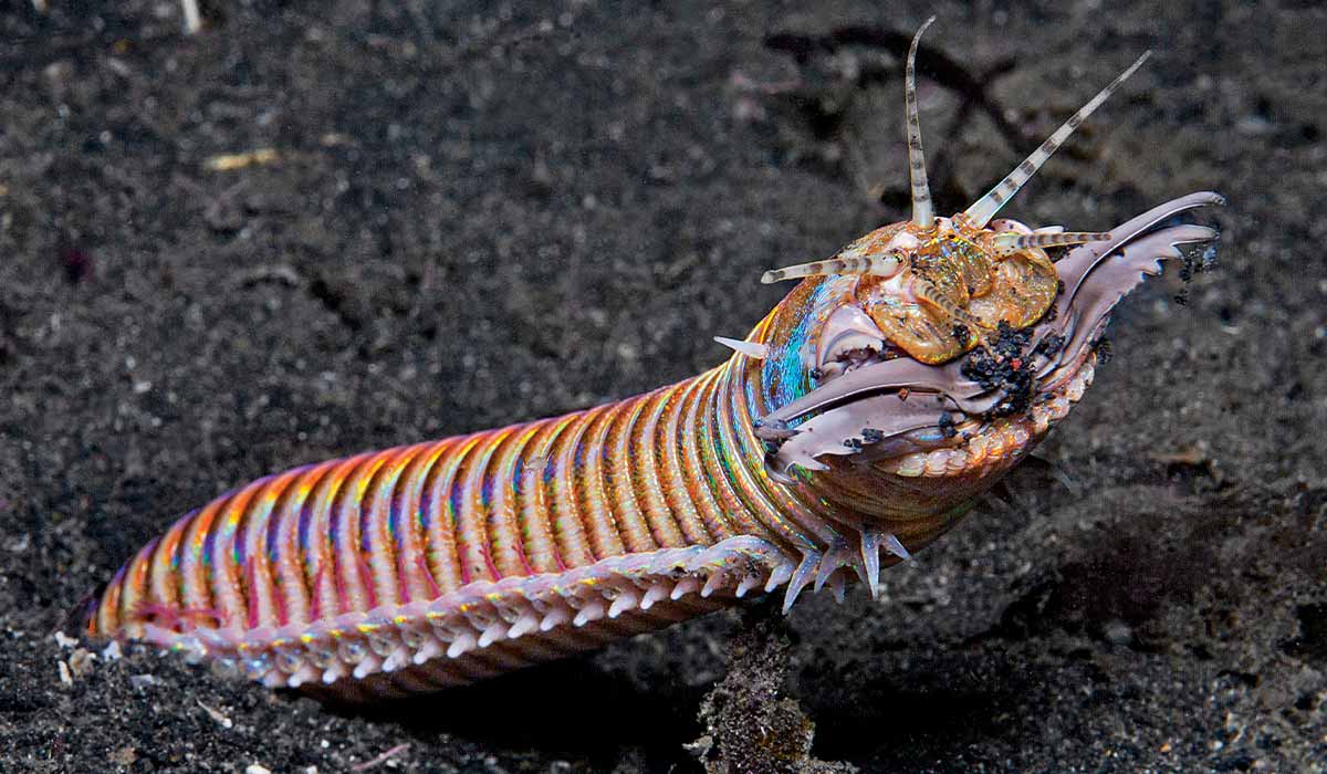 Bobbit worm pokes its head out of sand