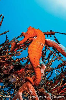 Bright orange seahorse on top of sponge formation