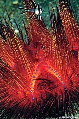 Bright red and very spikey sea urchin