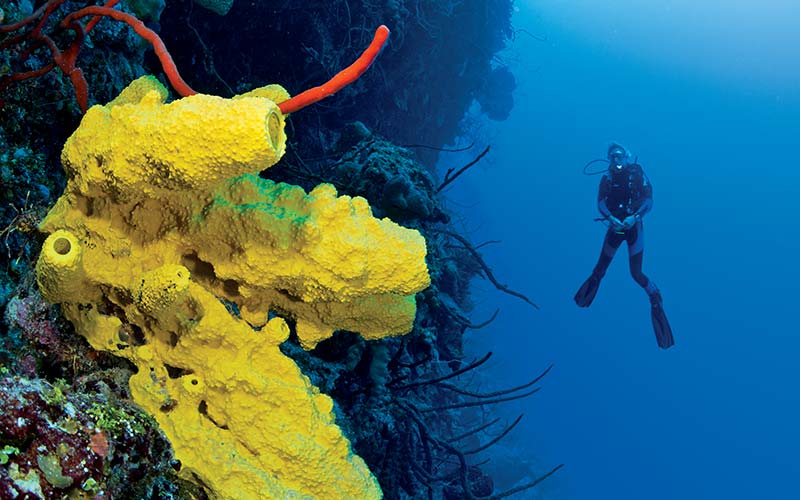 Bright yellow coral on the left and a diver in the background on the right
