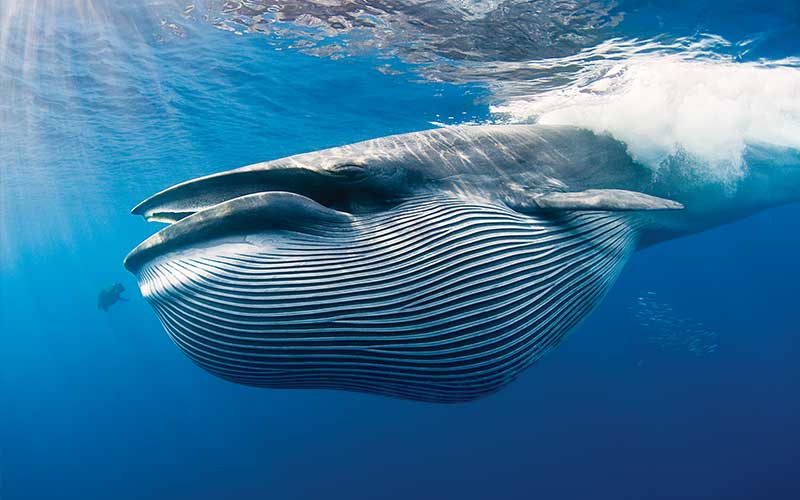 Bryde's whale swims underwater