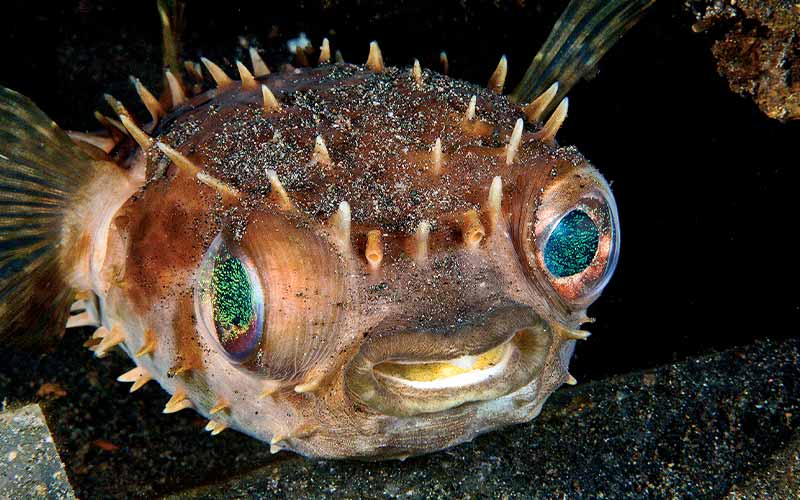 Bug-eyed and spikey balloonfish stares at camera