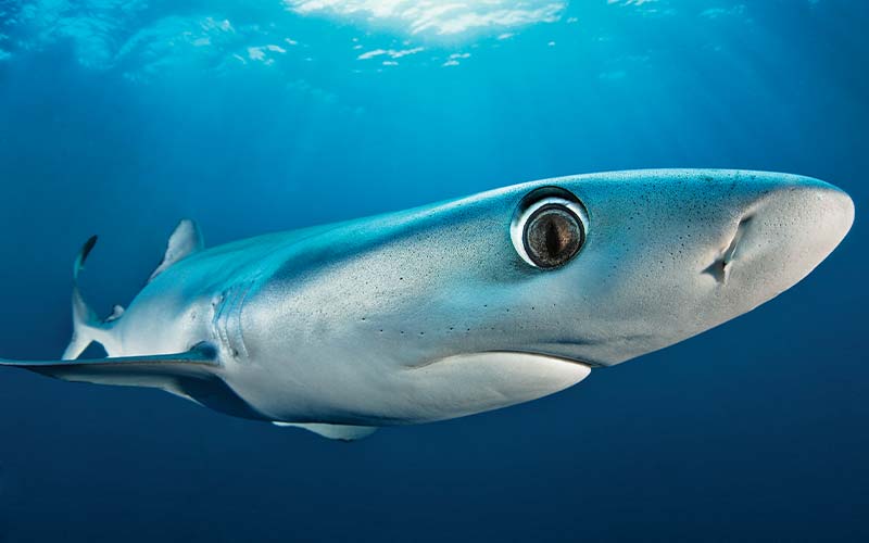 Bug-eyed blue shark swims through the ocean with agency