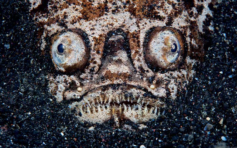 Bug-eyed face of a fish looking like a skull