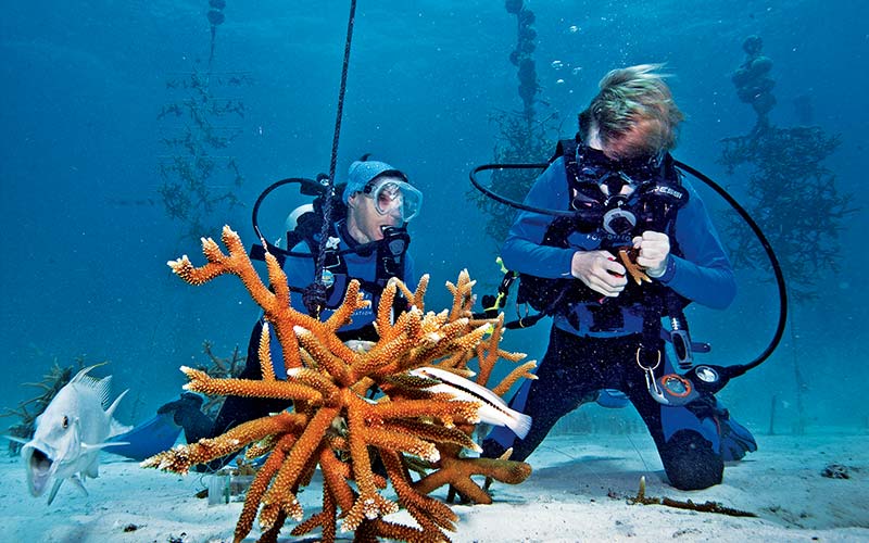 Child diver works with adult diver on how to propagate giant coral