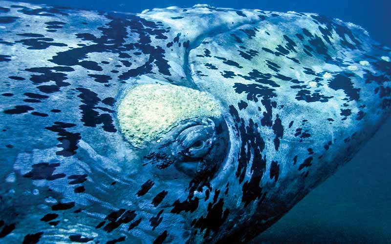 Close-up image of a whale's eye
