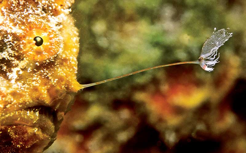 Close up of a frogfish head with a lure and tuft on it