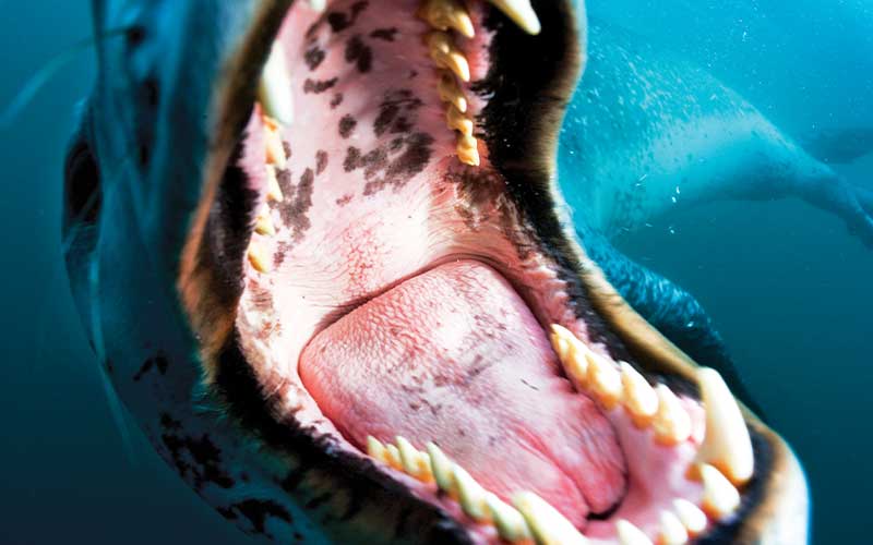 Close up of the open mouth of a leopard seal looking for a snack
