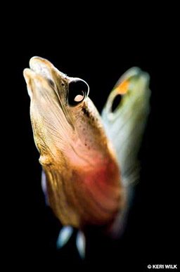 Close-up photo of a tiny orange-and-white fish