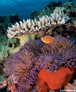 Clownfish swims above purple coral