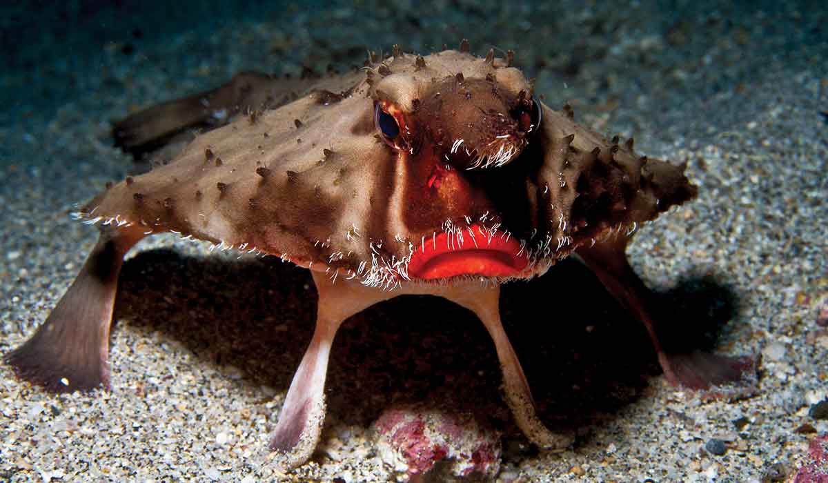 Cocos batfish has a white mustache and pouty red lips
