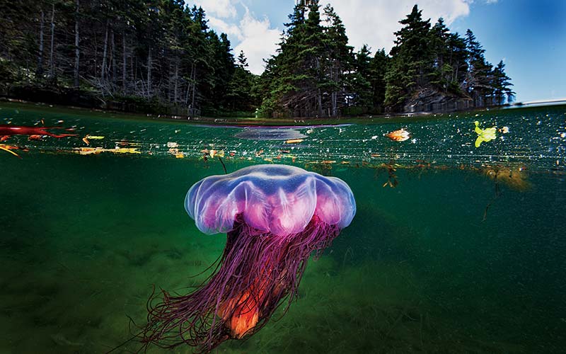 Colorful and large lion's mane jelly