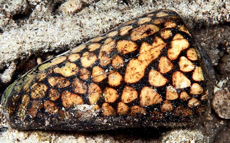 Cone snail with a checkered-like pattern
