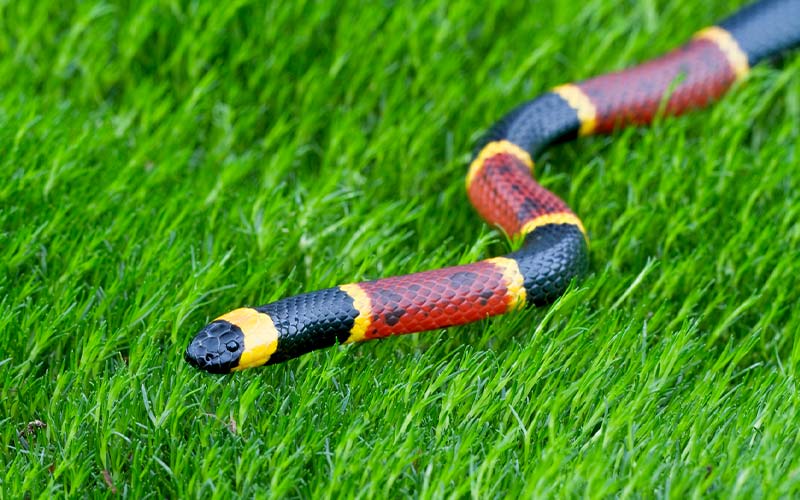 Coral snake slithers in the grass