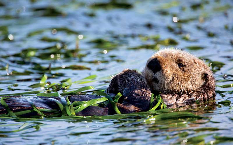 Cuddly sea otter floats down the water on its back