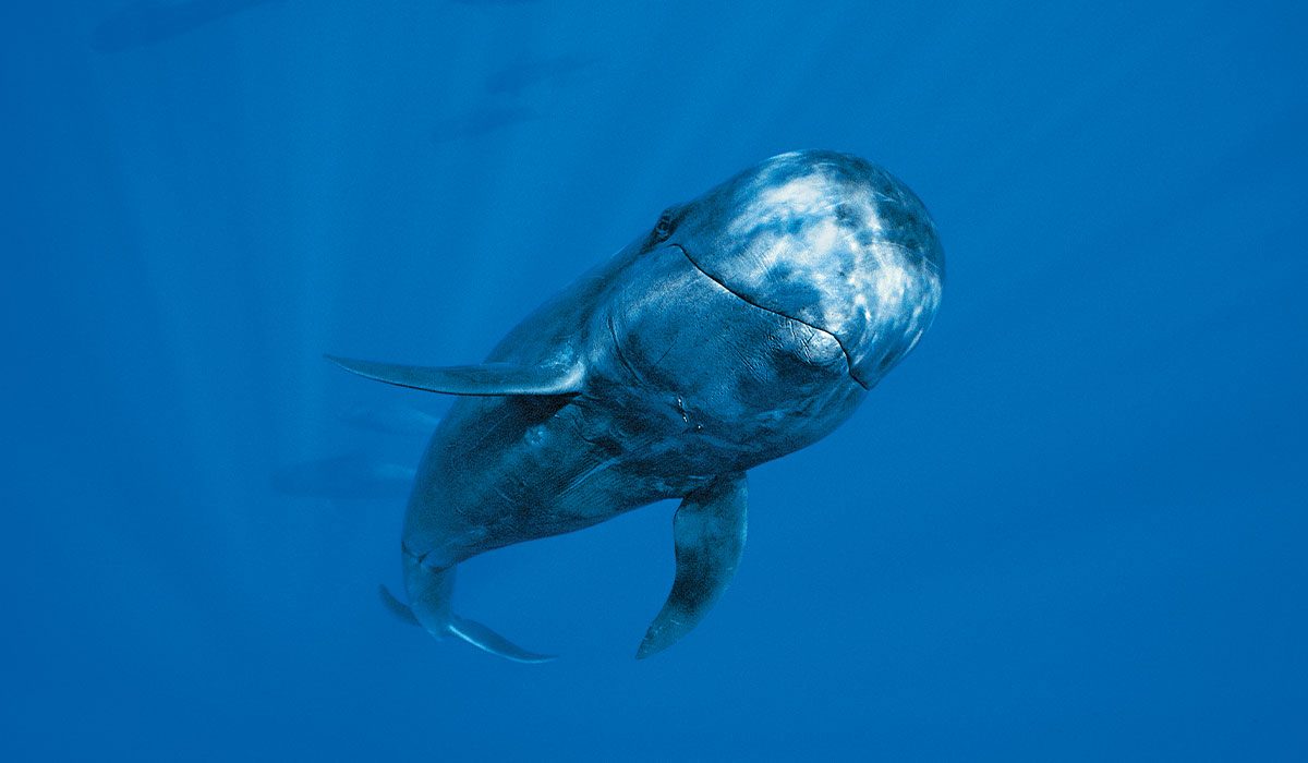 Curious pilot whale inspects camera