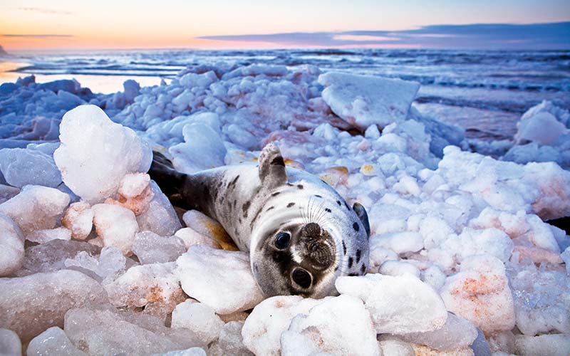 Cute, baby harp seal lies belly up on rocky shoreline