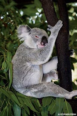 Cute koala hangs on a tree