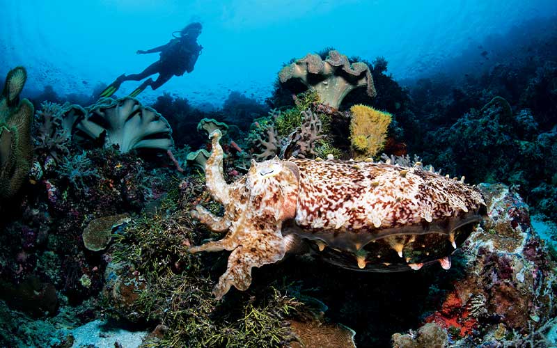Cuttlefish hangs out on a reef with diver in background
