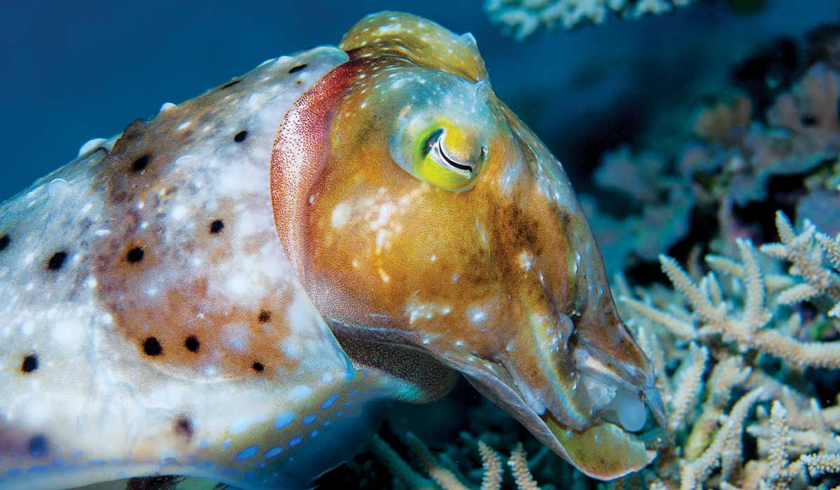 Cuttlefish deposits eggs in coral