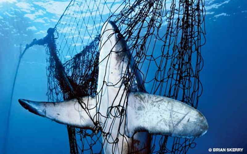 Dead thresher shark in a net