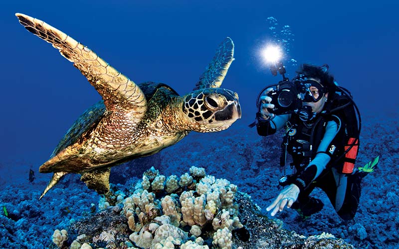 Dive photographer shoots an image of a sea turtle