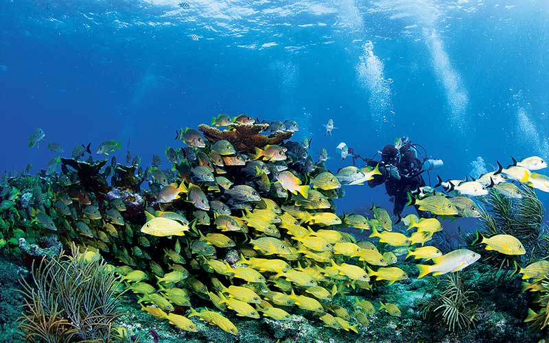 Dive photographer snaps photo of school of yellow fish