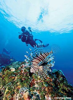 Dive photographer sneaks up behind a lionfish