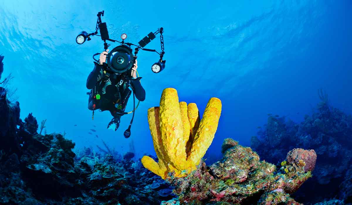 Diver approaches a giant yellow coral while holding a massive camera