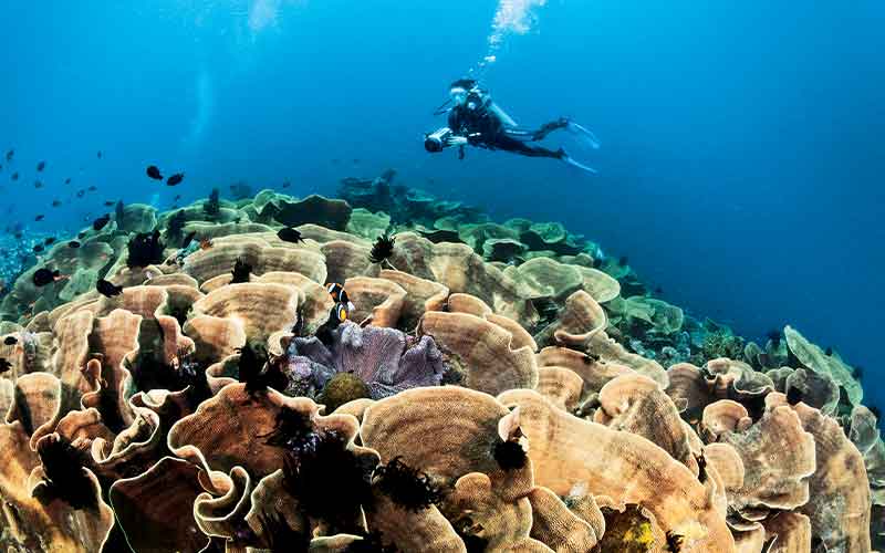 Diver approaches a grove of cabbage corals