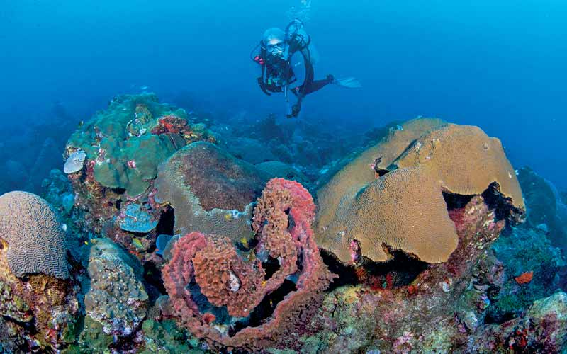 Diver approaches health corals and sponges
