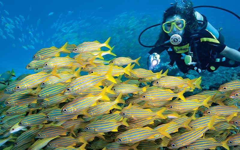 Diver approaches school of yellow grunts