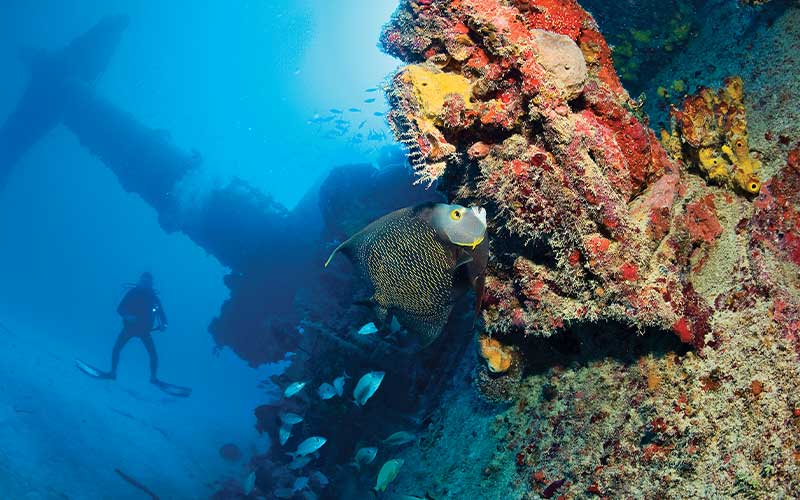 Diver awkwardly floats on a sponge-encrusted shipwreck
