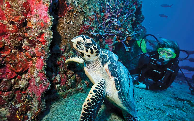 Diver carefully approaches a sea turtle