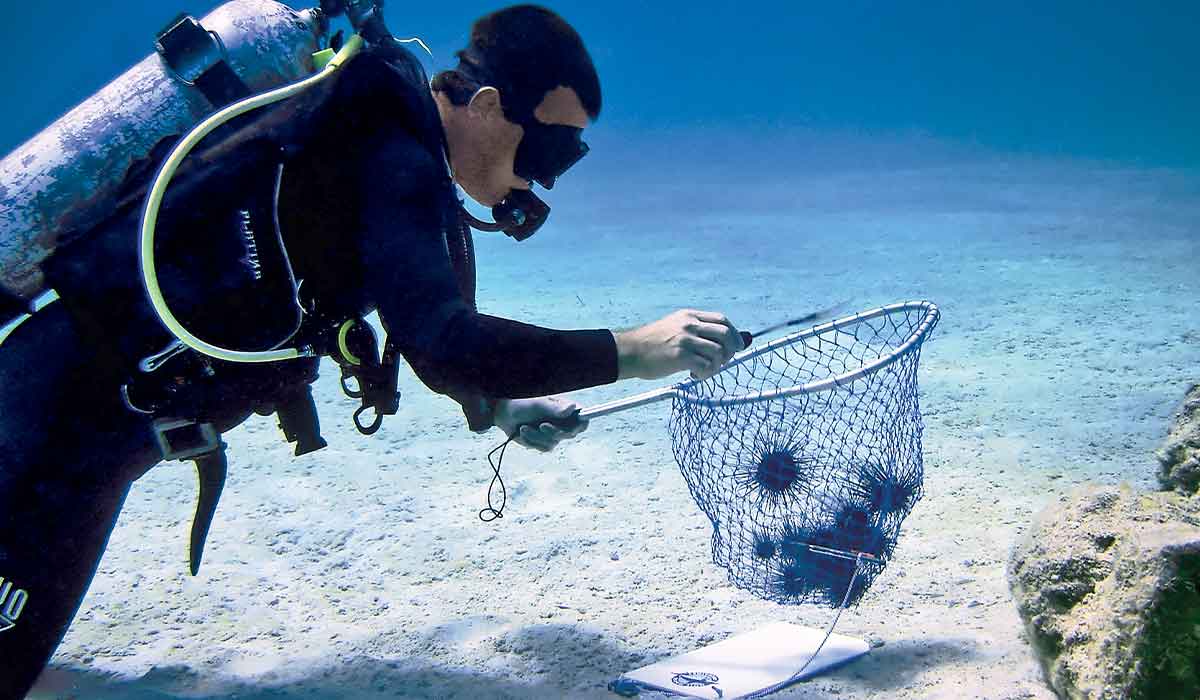 Diver collects urchins in a net